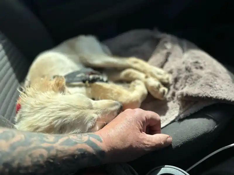 Dog Transport cuddles on the front seat during a rest stop
