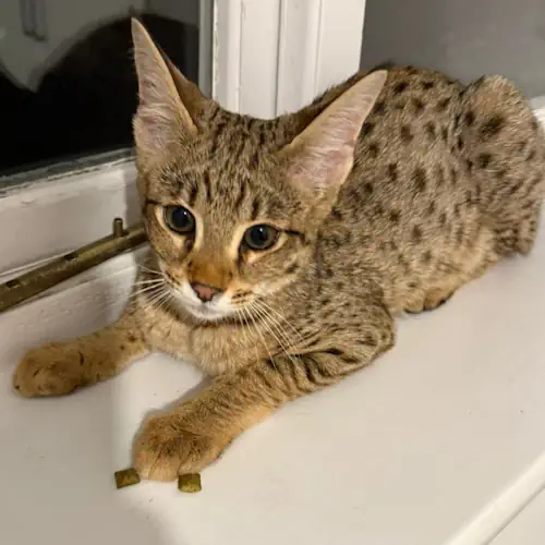 Emergency Cat Rescue by Dog Transport UK