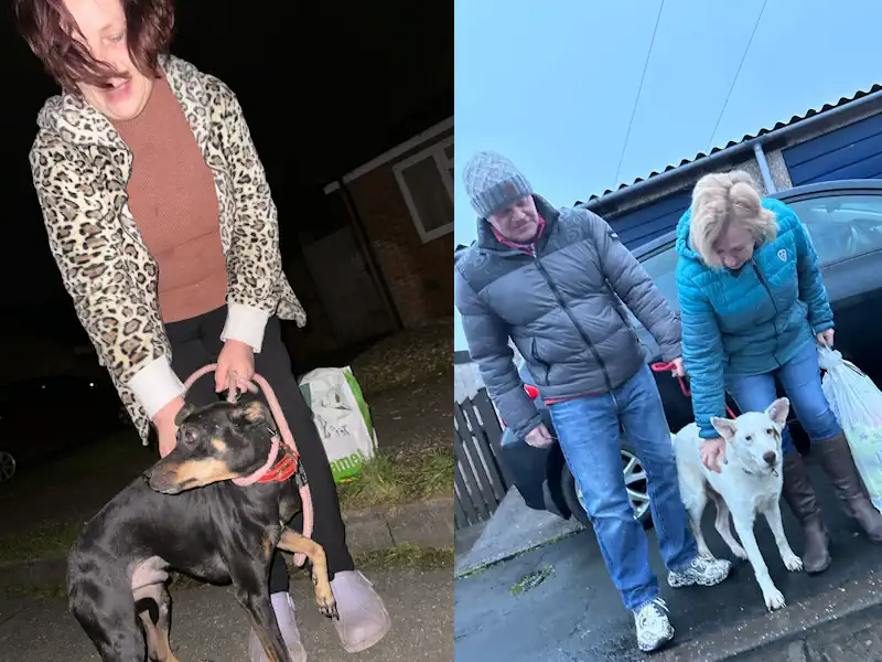 Dawn Dog Transport Rescue Run from London to Oxford and Bristol