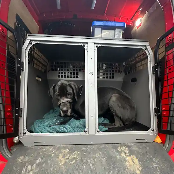 Choosing a Safe & Reliable Dog Transporter in the UK